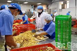 北江省为农业合作社排解困难