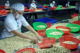 越南粗腰果质量标准出炉 强化进口粗腰果质量监管