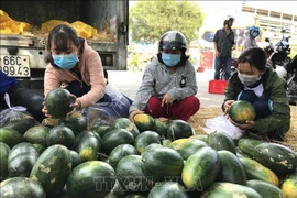 新冠肺炎疫情对越南农产品的影响和对策 努力把挑战变成机遇