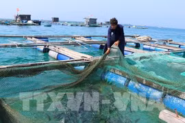中部以南——越南各种龙虾“王国”