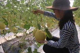  巴地头顿省加大高科技应用 提高农业生产价值 