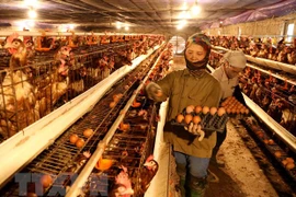 政府总理要求强化H5N1禽流感防控措施