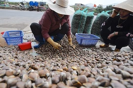 越南浅蜊获批出口中国