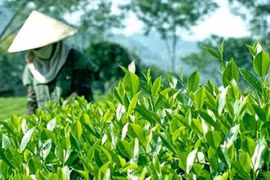 到2025年越南全国满足安全标准的茶叶种植面积达到55%