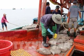 消除IUU黄牌警告：越南积极改善落实欧委会建议情况 消除IUU黄牌警告的不良影响