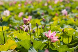  胡志明主席诞辰130周年：荷花塘—胡伯伯家乡旅游文化的亮点