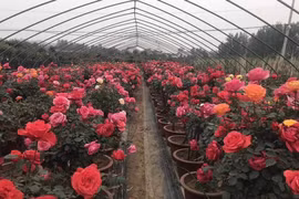 利用家乡产品创业有助于推广地方美好形象
