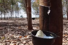 马来西亚天然橡胶产量快速增长