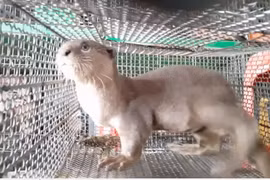 越南政府总理下令停止进口野生动物