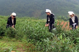 宣光省纳杭县强力推进山雪茶品牌树立