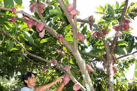 越南可可凭借独特的味道而颇受消费者青睐