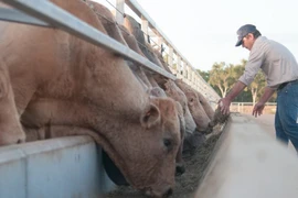 越南和发集团购买首批澳大利亚牛苗将于5月中旬运抵越南