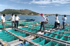 李山岛试点展开海胆养殖模式