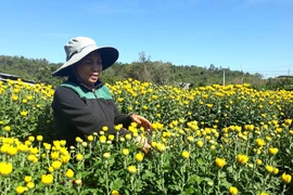 得乐省花农迎来春节丰收季节