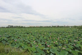 河南省正进入莲子收获的季节