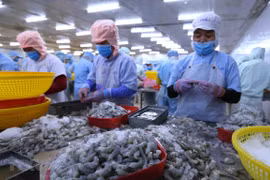 澳大利亚研究报告：越南是澳大利亚的“完美经济合作伙伴”