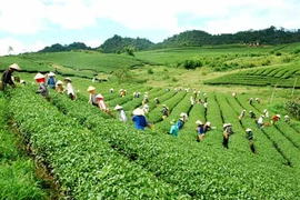 北江省致力于提高文村茶叶品牌的知名度