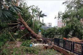 第九号台风给越南各地造成严重的人员和财产损失