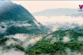 清化省浦良自然保护区制定三珍贵植物保护计划