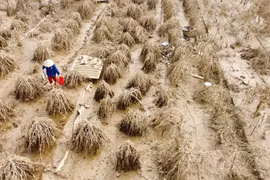 长期积水导致富上村的大部分桃花种植区因根部腐烂而枯死。图自 越通社