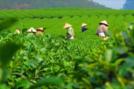 2024年前6月越南茶叶出口额同比增长 30%