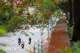 凤凰花如夏日骄阳热烈绽放 为和平市街头增添一道靓丽风景