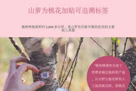 山罗省为桃花树加贴可追溯标签