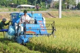 河南省金榜县金山乡农民水稻收获场景