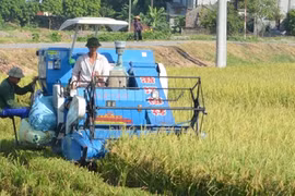 河南省金榜县金山乡农民水稻收获场景