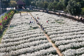 来宁平省旅游沉浸在白色菊花的纯净之美中