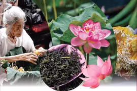 河内西湖广安荷花茶窨制工艺--国家级非物质文化遗产