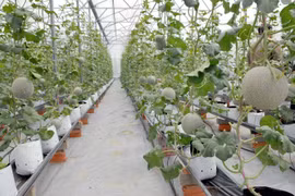 附图（图片来源：越通社）