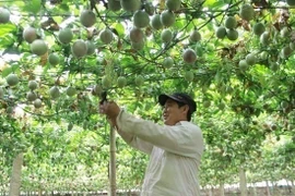 越南首批百香果出口至欧盟市场