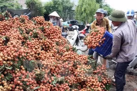 ​附图：北江省荔枝。（图片来源：越通社）