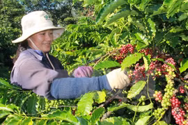 农民收获咖啡。（图片来源：越通社）