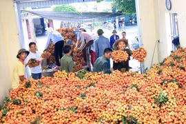 越南荔枝将销往三个新市场。（图片来源：越通社）