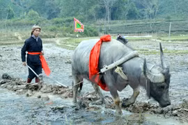 越南宣光省下田节