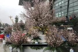 日本樱花节首次在永福省举行。（图片来源：http://www.baomoi.com）