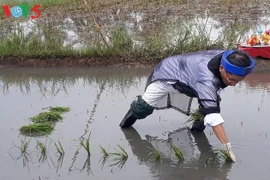 广宁省广安市居民独特的下田节。（图片来源：越南之声）