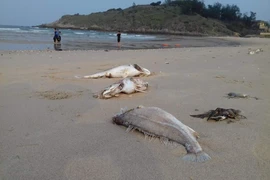 中部沿海地带大量鱼群死亡