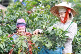 农民收获咖啡。（图片来源：越通社）