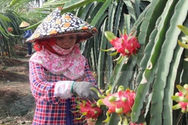 越南火龙果生产和出口中国概况