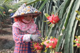 越南火龙果生产和出口中国概况