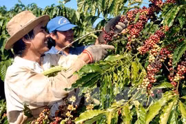 咖啡是越南对阿尔及利亚出口的主要产品之一