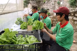 附图。（图片来源：越通社）