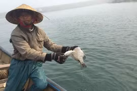 附图（图片来源：http://infonet.vn）