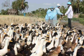 柬埔寨发现H5N1禽流感