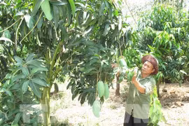 Agricare 每周向澳大利亚出口5吨青皮芒。（图片来源：越通社）