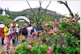 “西北文化空间-2017年杜鹃花节”3月31日在老街省沙巴镇正式开幕。