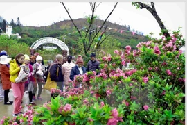 “西北文化空间-2017年杜鹃花节”3月31日在老街省沙巴镇正式开幕。